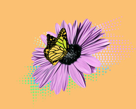 手绘菊花 蝴蝶