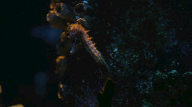 海马温和的游泳 小海马 大海