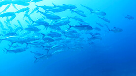 鱼游泳鱼群海鱼海底世界