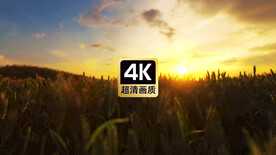 唯美风景夕阳下镜头掠过麦田