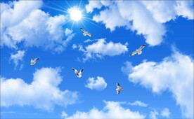 蓝天白云鸽子阳光