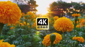 近焦拍摄太阳花朵美景