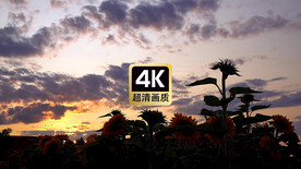 短视频素材夕阳下的向日葵花