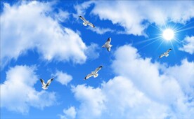 蓝天白云鸽子阳光