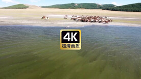 短视频素材海滩上奔跑的马群