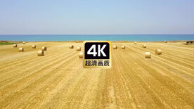 短视频素材海边麦田里的草垛