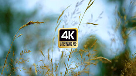 短视频素材风中的狗尾草