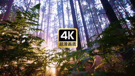 短视频素材延时运镜薄雾森林