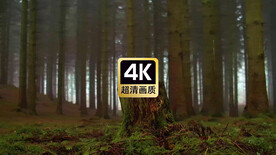 风景素材森林里被苔藓覆盖的树桩