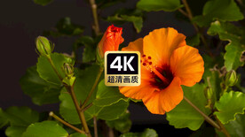 唯美短视频素材橙色花朵盛开特写