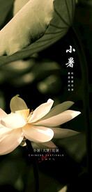 荷叶小暑