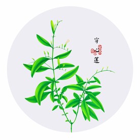 手绘穿心莲