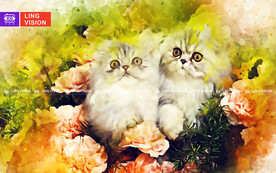 猫
