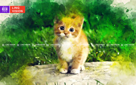 小猫