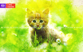 小猫