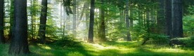 绿植园林