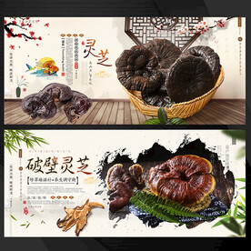 灵芝