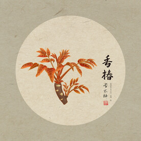 香椿