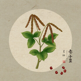 赤小豆