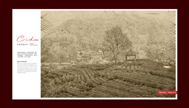 西湖龙井