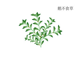 鹅不食草手绘