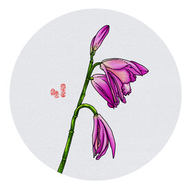 白芨