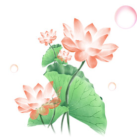 荷花