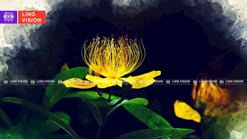 金丝桃花