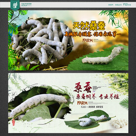 桑蚕
