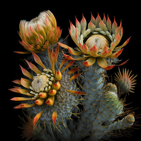 仙人掌花