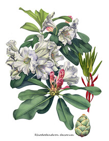 大白花杜鹃