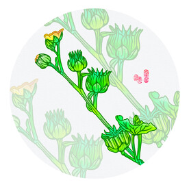 磨盤草
