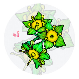 枣花