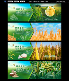  稻谷粮食 