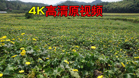 丝瓜航拍