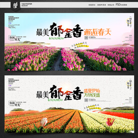 郁金香