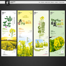 油菜花
