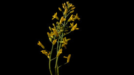 莲花白花
