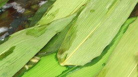 煮粽子