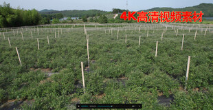 果树 