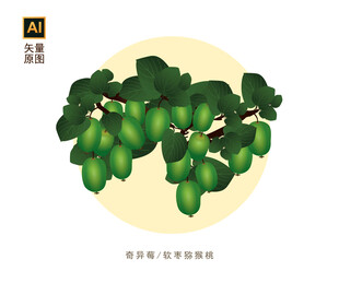 软枣猕猴桃
