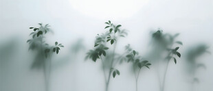 雾气磨砂膜效果绿植贴图