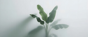 雾气磨砂膜效果绿植贴图