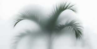 雾气磨砂膜效果绿植贴图