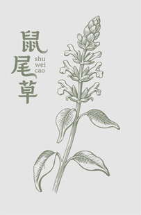 手绘鼠尾草植物图