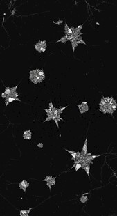 银色星星装饰散落在黑色背景