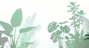 雾气磨砂膜效果绿植贴图