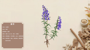 紫色花卉与植物标本展示黄芩