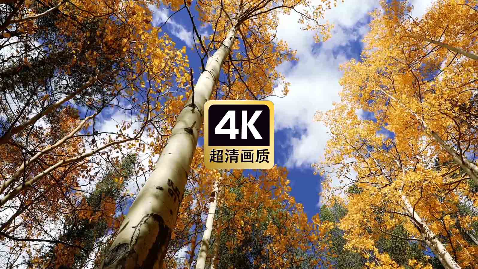 短视频素材蓝天下风中的白桦树