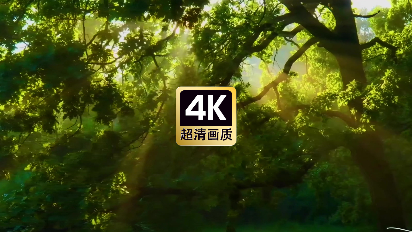 运镜视频阳光穿过丛林